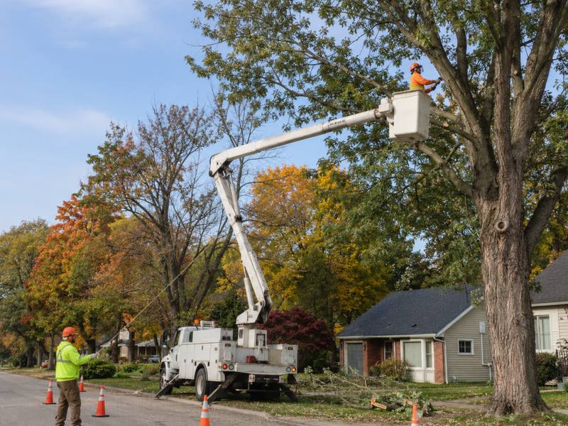 A Victoria Village Tree Service crew member assessing a mature tree