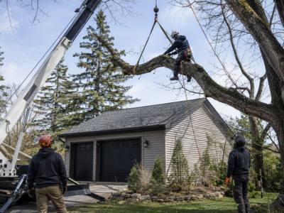 Rigging line guiding a heavy limb down away from a fence line