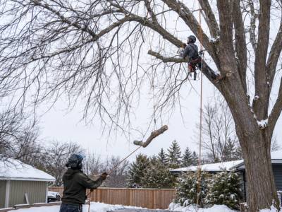 Fresh pruning cuts visible on an older tree's lower scaffold branches
