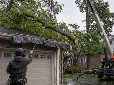 Two crew members working a takedown from opposite sides of the same tree