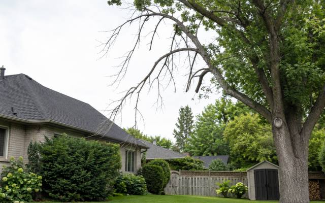 Dead limb resting on a lawn after removal